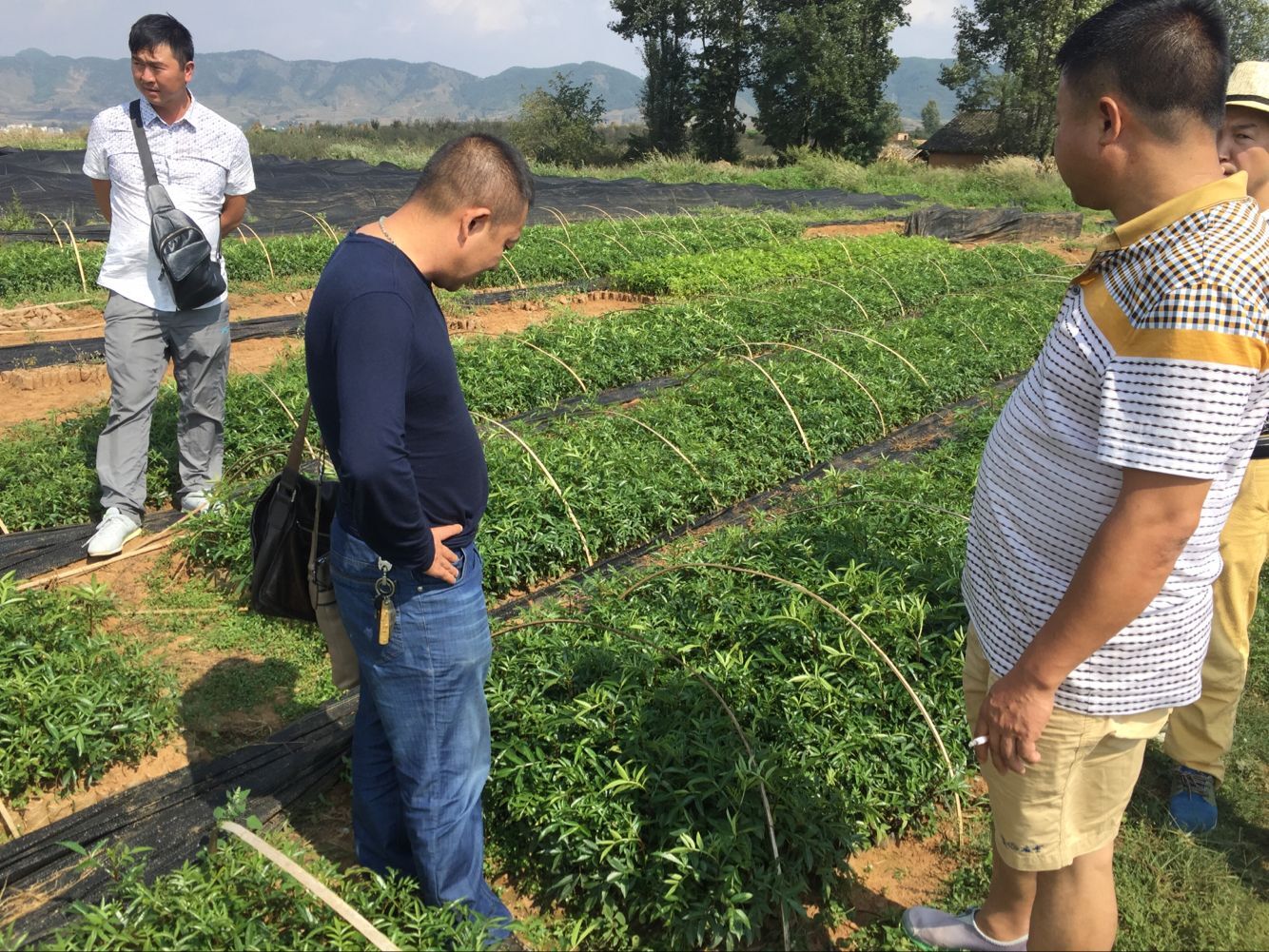 2016年10月6日红河州客户前来基地考察青花椒袋苗