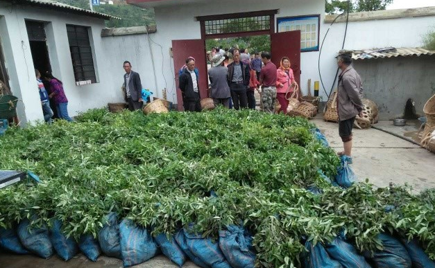 云南驿镇大力发展花椒种植推进产业扶贫