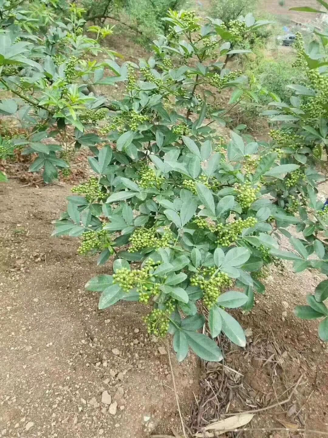 青花椒种植效益分析：一亩地要栽多少青花椒，昭通花椒苗公司